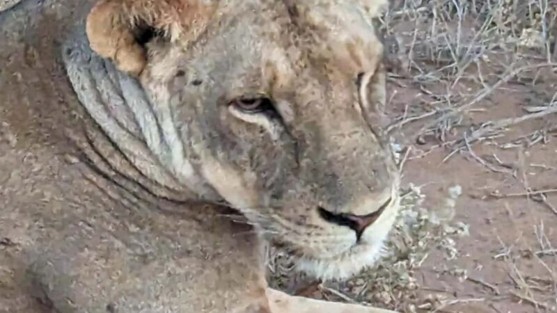 From Mombasa/Diani: 3-Day Tsavo East and Taita Hills Safari - Practical Tips for Making the Most of This Safari