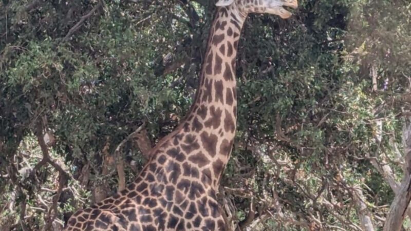 From Mombasa/Diani: 3-Day Tsavo East and Taita Hills Safari - Final Thoughts: Is This Safari Right for You?