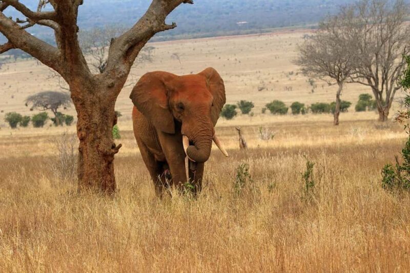 From Mombasa/Diani: Tsavo East National Park Day Trip - What You Need to Know