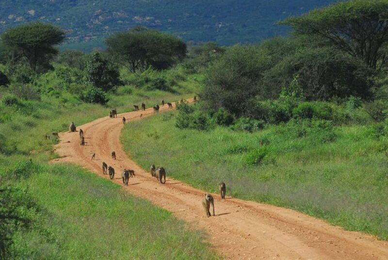 From Mombasa/Diani: Tsavo East National Park Day Trip - FAQs