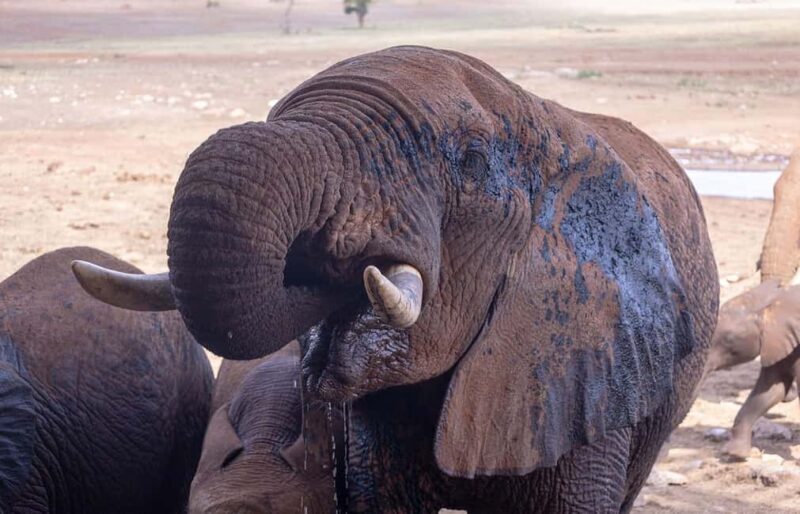 From Mombasa/Diani:3-Day Tsavo East-Tsavo West Parks safari - Key Points