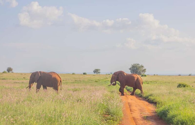 From Mombasa/Diani:3-Day Tsavo East-Tsavo West Parks safari - An In-Depth Look at the 3-Day Tsavo Safari
