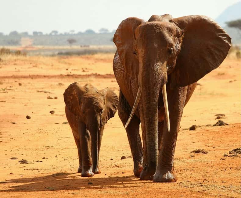 From Mombasa/Diani:3-Day Tsavo East-Tsavo West Parks safari - The Sum Up