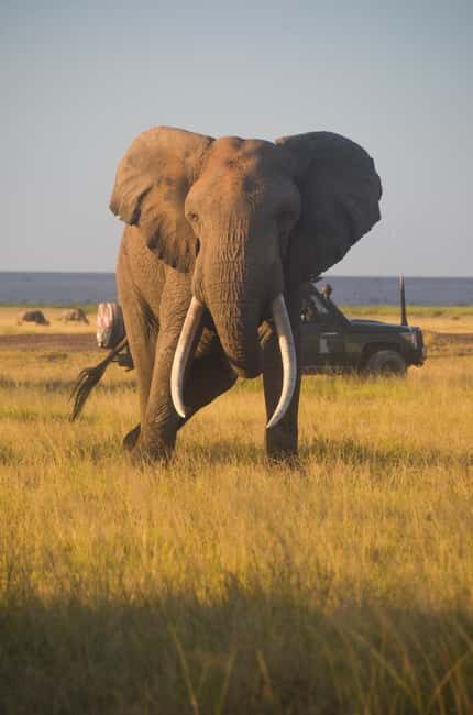 From Mombasa/Diani:5-Day Safari-Taita Hills, Amboseli, and - Key Points