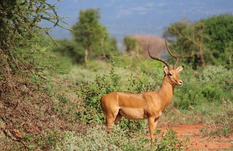 From Mombasa or Diani: Tsavo East National Park Day Trip - Exploring Tsavo East: An Authentic Wildlife Experience