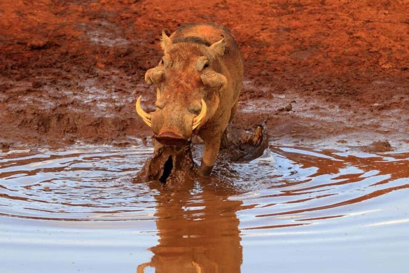 From Mombasa or Diani: Tsavo East National Park Day Trip - Final Thoughts: Is This Safari Worth It?