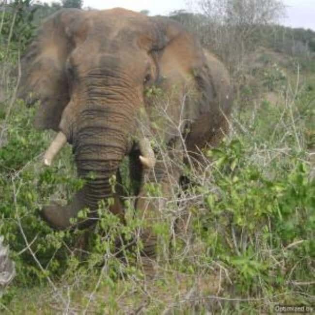 From mombasa: Shimba Hills National Reserve Day Safari - Key Points