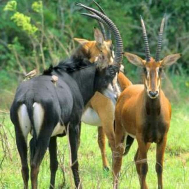 From mombasa: Shimba Hills National Reserve Day Safari - A Complete Look at the Shimba Hills Day Safari