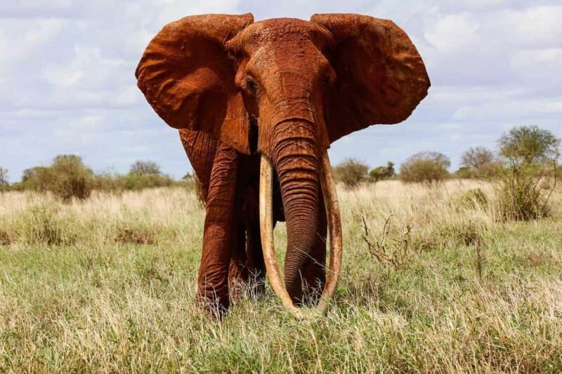 From Mombasa:3-Day Tsavo West National Park Safari-Ngulia - Key Points