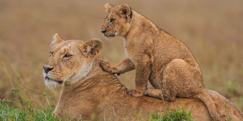 From Mombasa:3-Day Tsavo West National Park Safari-Ngulia - Final Thoughts