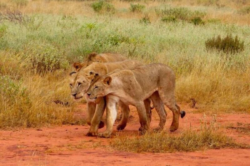 From Mombasa:5 Days Tsavo East,West and Saltlick Lodge safar - Analyzing the Value