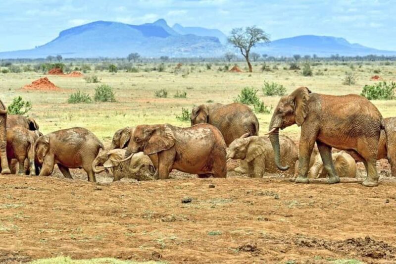 From Mombasa:5 Days Tsavo East,West and Saltlick Lodge safar - Who Is This Tour Best For?