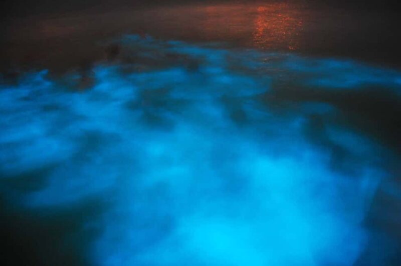 From Montego Bay: Luminous Lagoon Nighttime Boat Tour - Who Should Consider This Tour?