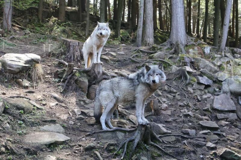 From Montreal: Omega Park Wildlife Safari Calling Sounds - An Authentic Canadian Wildlife Encounter