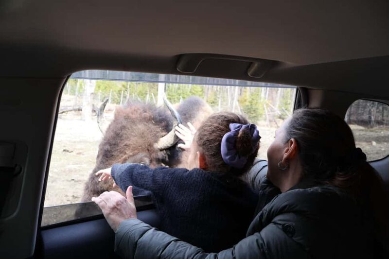 From Montreal: Omega Park Wildlife Safari Calling Sounds - The Scenic Drive & Park Exploration