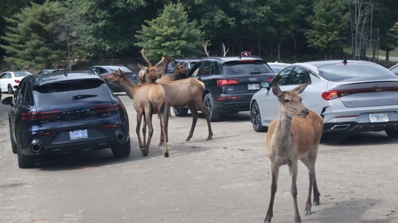 From Montreal: Omega Park Wildlife Safari Calling Sounds - What You Need to Know Before Booking