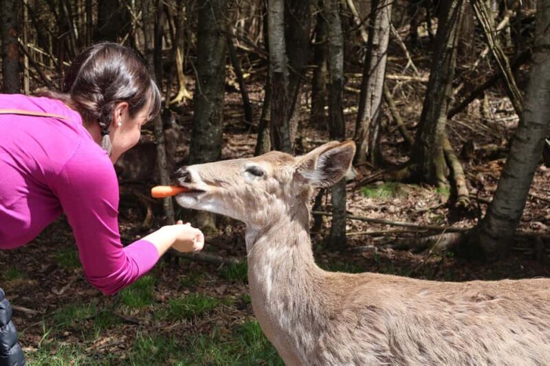 From Montreal: Omega Park Wildlife Safari Calling Sounds - Summary