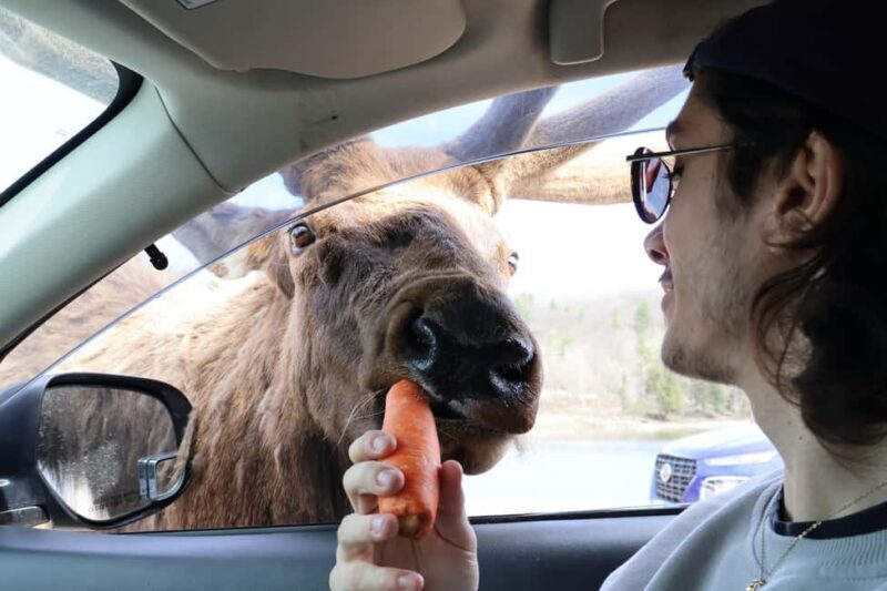 From Montreal: Omega Park Wildlife Safari Calling Sounds - FAQs