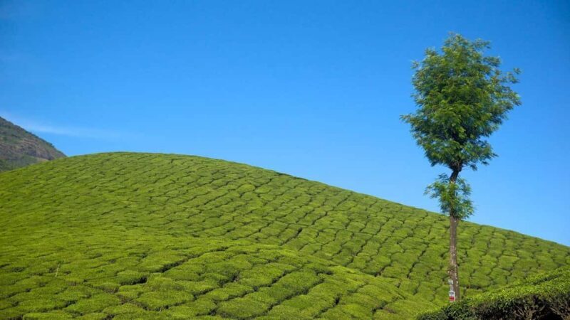 From Munnar: Letchmi Hills Trek Nature Walk Half Day Tour - Final Thoughts: Is It Worth It?