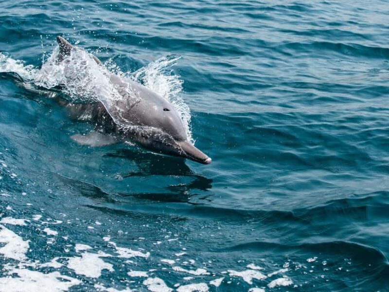 From Muscat: Discover Dolphins Day Trip - Key Points