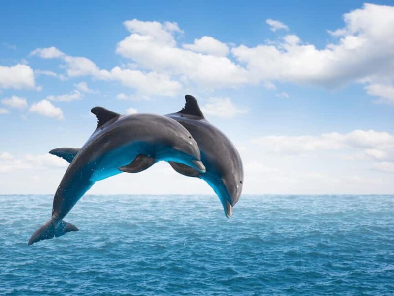 From Muscat: Discover Dolphins Day Trip - An In-Depth Look at the Dolphin-Watching Experience