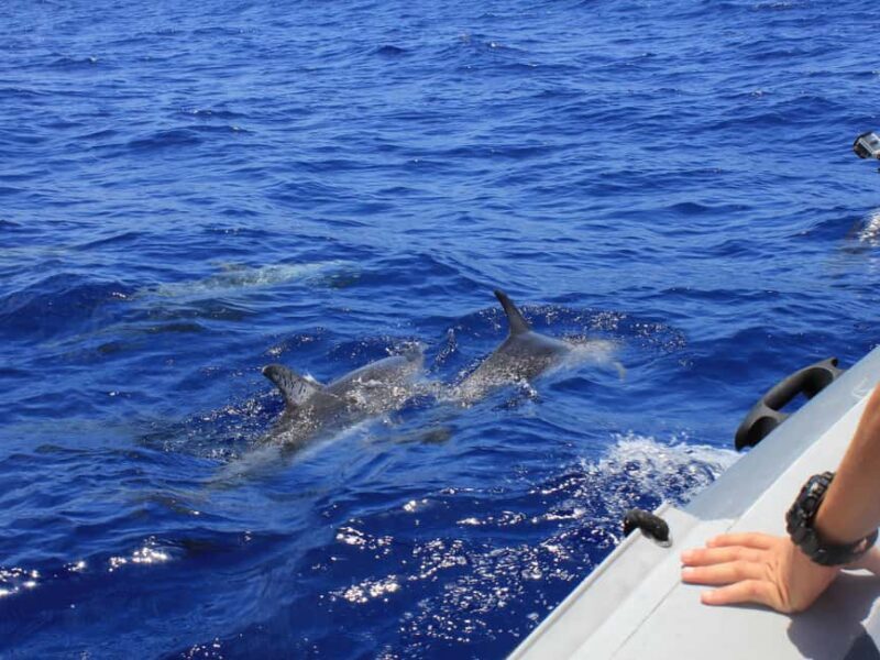 From Muscat: Discover Dolphins Day Trip - Final Thoughts: Who Will Love This Tour?