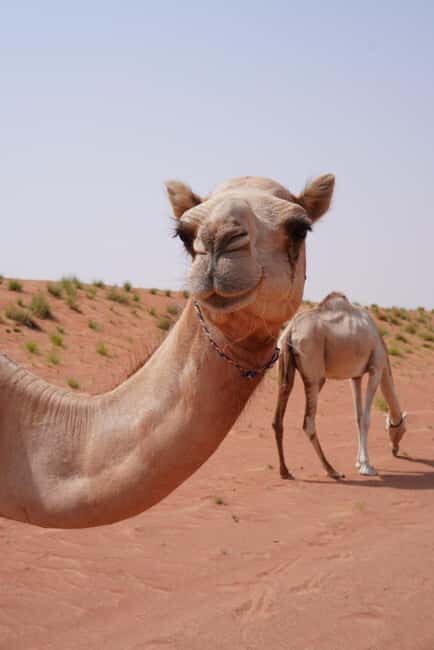 From Muscat: Full Day to Wahiba Sands and Wadi Bani Khalid - FAQ