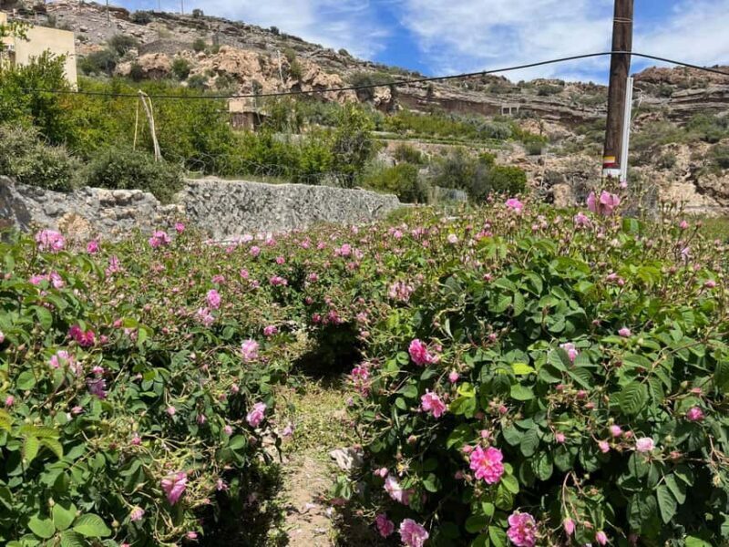 From Muscat: Rose tour in Jebel Akhdar with lunch - The Sum Up