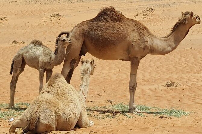 From Muscat: Wadi Hawar and Wahiba Sands Desert Tour - Pricing and Value