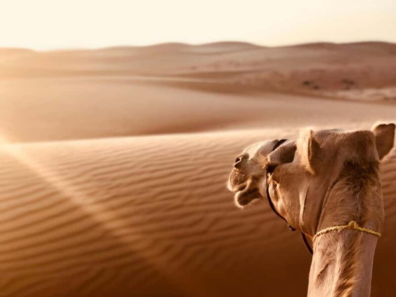 From Muscat:Wahiba Sands & WadiBani Khalid Desert Experience - Key Points