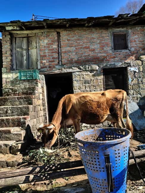 From Naddi: Guided Himalayan Nomad Culture & Nature Walk - Practical Details and Tips