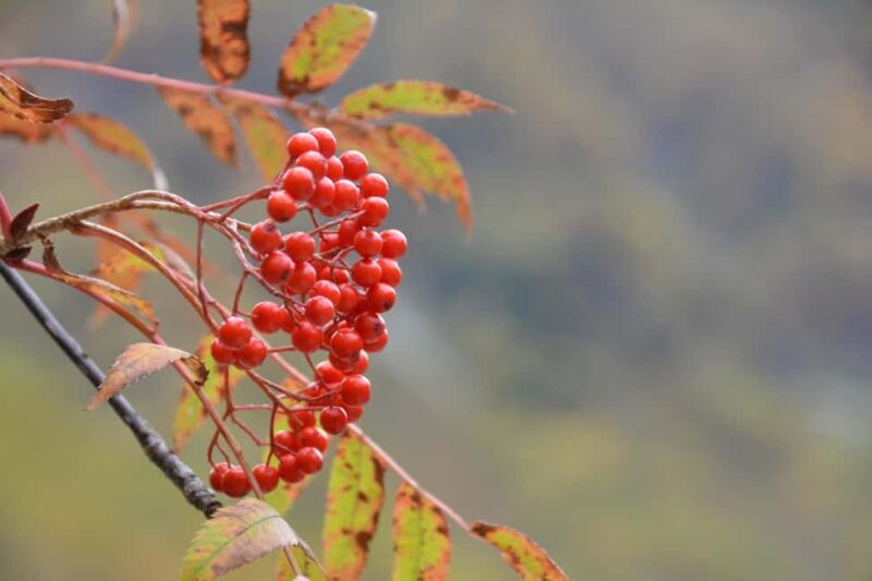 From Nagoya: Kamikochi Guided Hike in the Japanese Alps - What Travelers Are Saying