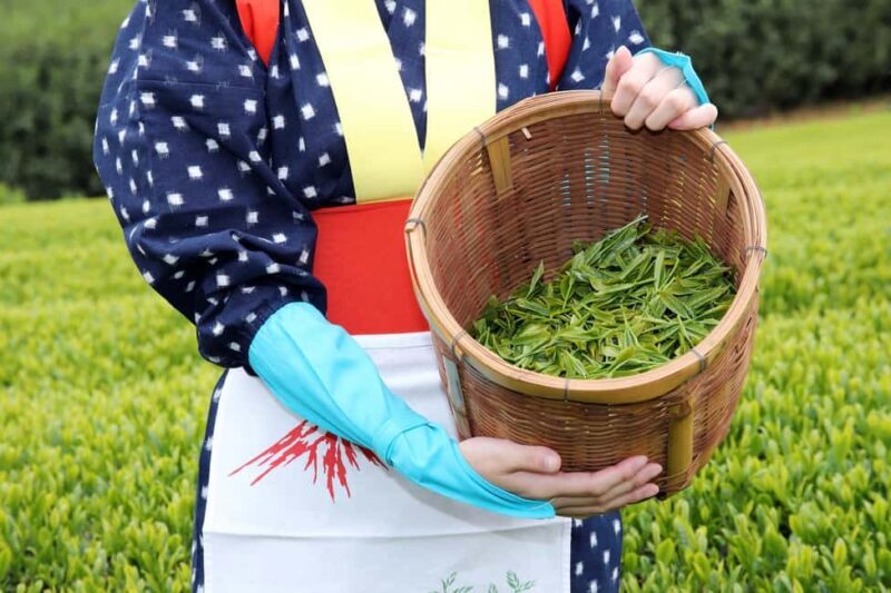 From Nagoya: Wagashi Workshop & Matcha Tea Field Tour - Key Points