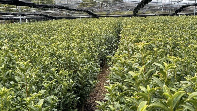 From Nagoya: Wagashi Workshop & Matcha Tea Field Tour - Final Thoughts