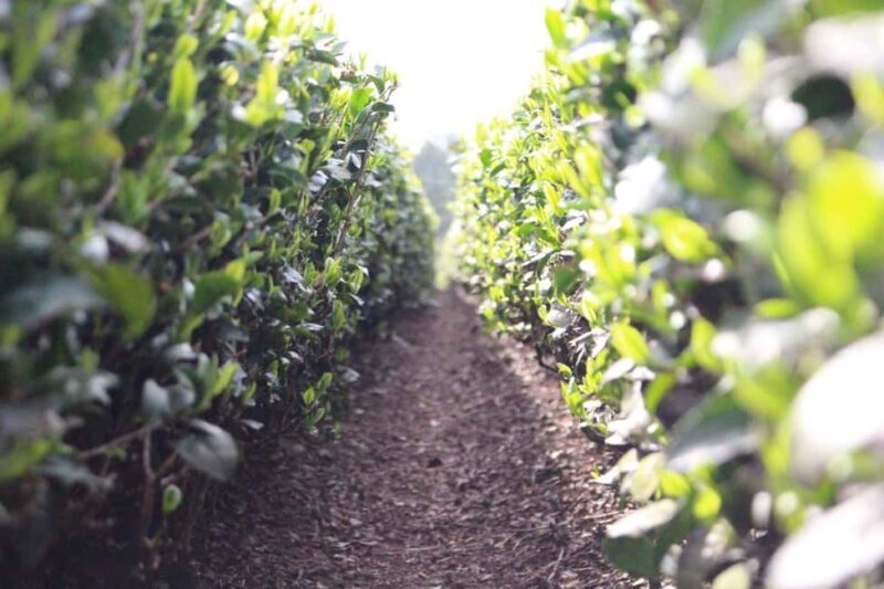 From Nagoya: Wagashi Workshop & Matcha Tea Field Tour - FAQ