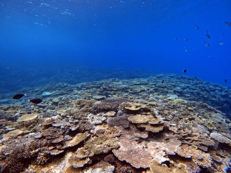 From Naha Scuba Diving Trip in Kerama(for certified divers) - The Itinerary: A Day in the Kerama Islands