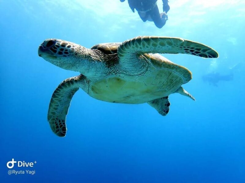 From Naha Scuba Diving Trip in Kerama(for certified divers) - Practical Tips for a Smooth Experience