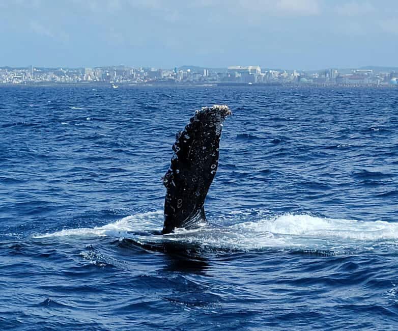 From Naha Whale Watching (Naha city Pickup) English guide - What to Expect on This Whale Watching Tour