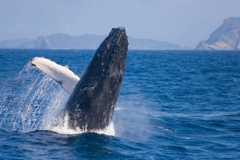 From Naha Whale Watching (Naha city Pickup) English guide - Authenticity and Traveler Feedback