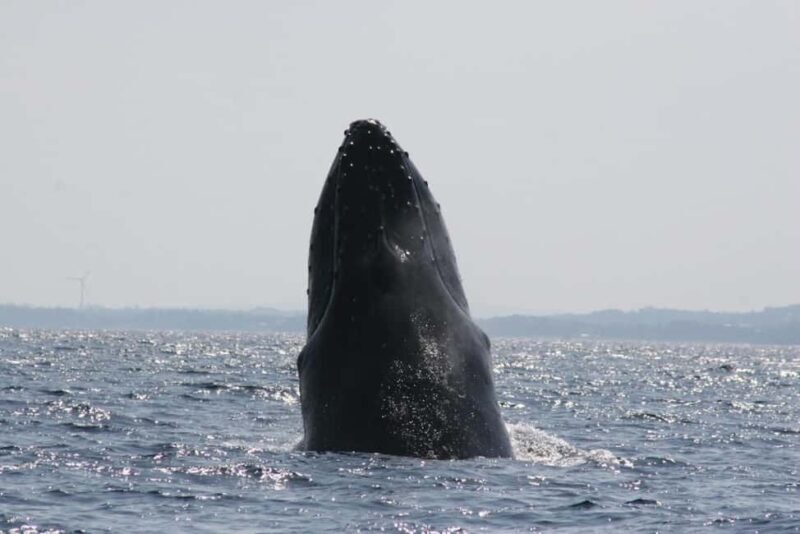 From Naha Whale Watching (Naha city Pickup) English guide - Who Will Enjoy This Tour?
