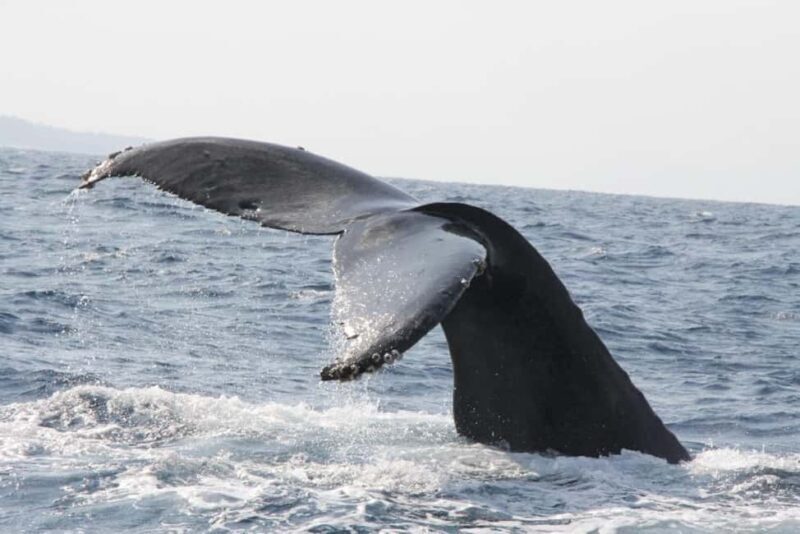 From Naha Whale Watching (Naha city Pickup) English guide - Final Thoughts on Value and Suitability