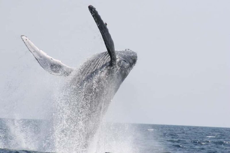 From Naha Whale Watching (Naha city Pickup) English guide - FAQs