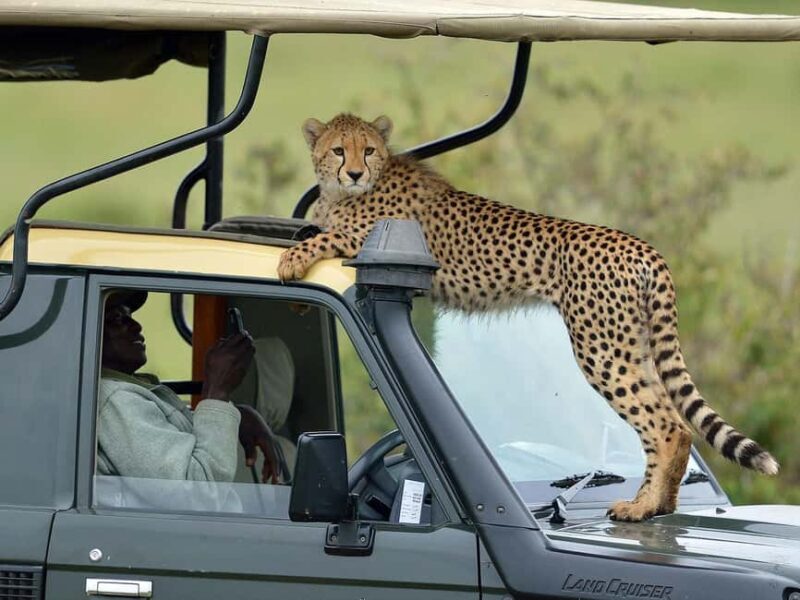 From Nairobi: 10 Days Classic Kenya and Tanzania on 4x4 Jeep - Introduction: Why This Safari Stands Out