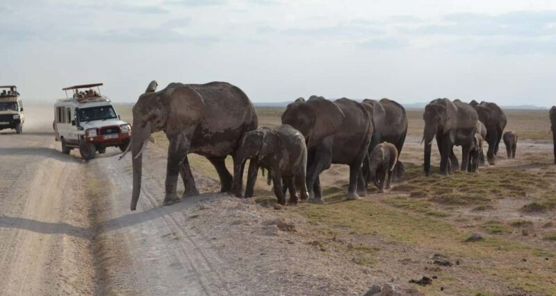 From Nairobi: 11-Day Kenya and Tanzania Wildlife Safari - Key Points