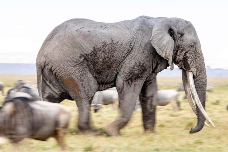 From Nairobi: 11-Day Kenya and Tanzania Wildlife Safari - An In-Depth Look at the 11-Day Kenya and Tanzania Safari