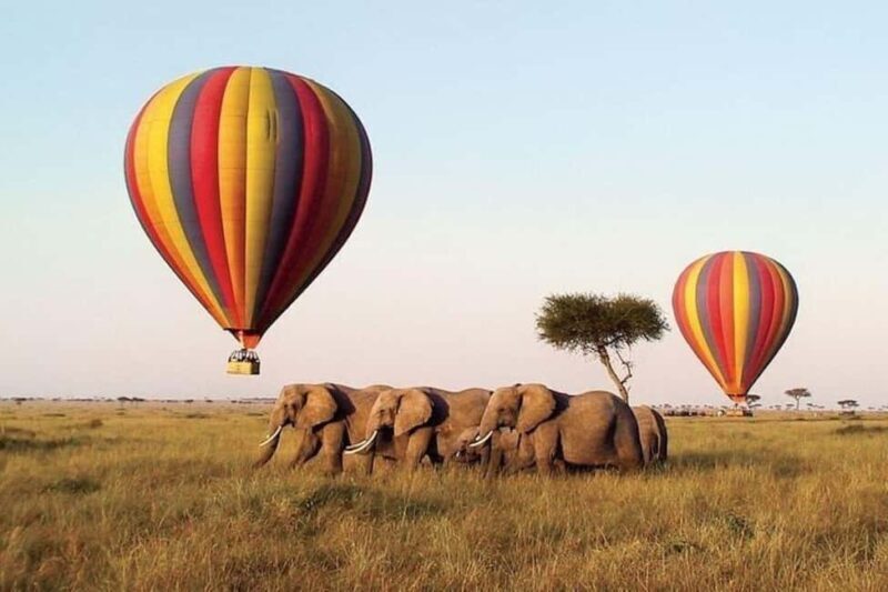 From Nairobi: 12 Days Small Group Kenya and Tanzania Safari - Key Points