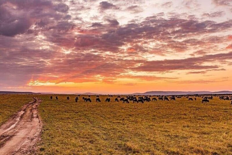 From Nairobi: 12 Days Small Group Kenya and Tanzania Safari - A Detailed Look at the 12-Day Itinerary