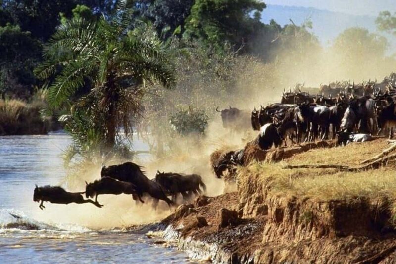 From Nairobi: 12 Days Small Group Kenya and Tanzania Safari - Final Thoughts: Who Would Love This Tour?