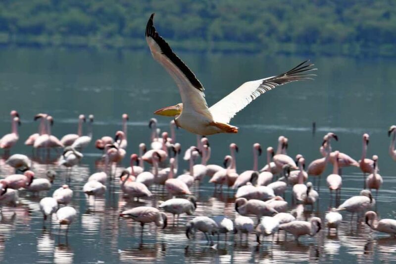 From Nairobi: 15-Day Kenya and Tanzania Safari with Zanzibar - FAQ