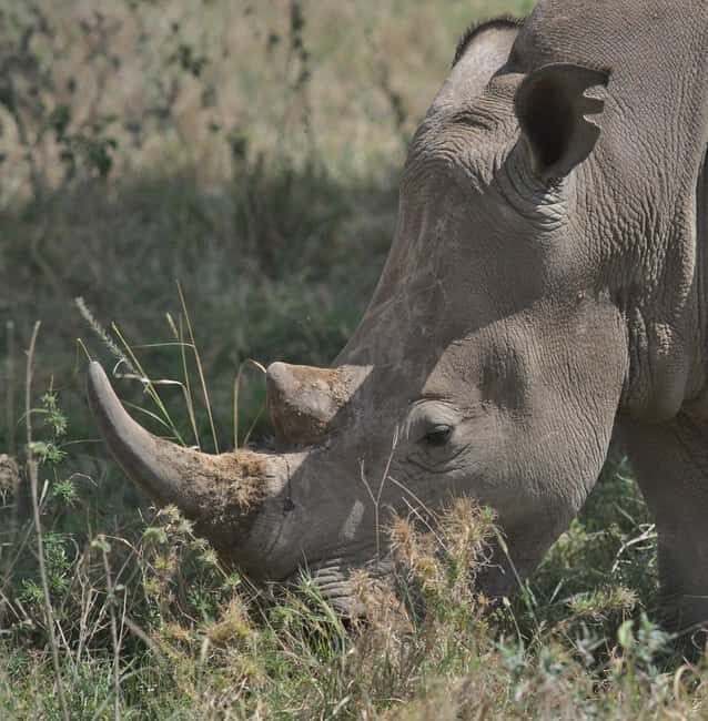 From Nairobi: 2-Day Amboseli National Park Safari - From Nairobi: 2-Day Amboseli National Park Safari — A Balanced Look at Kenya’s Iconic Wildlife Experience